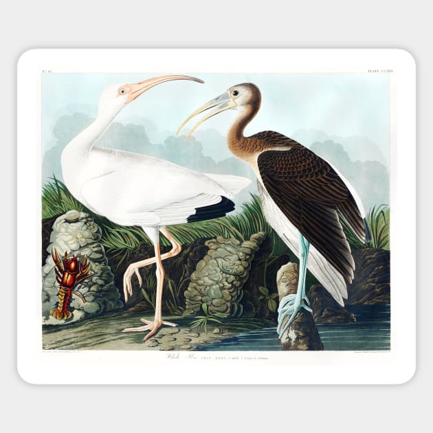 White Ibis from Birds of America (1827) Sticker by WAITE-SMITH VINTAGE ART